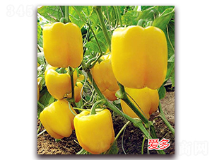 �۶�-�����N��-�f���r(n��ng)�I(y��)