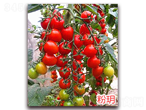 �۫h-����С���t���N��-�f���r(n��ng)�I(y��)