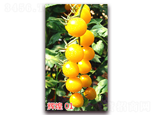 �x��01-����С���t���N��-�f���r(n��ng)�I(y��)