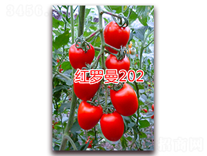 �t�_��202-����С���t���N��-�f���r(n��ng)�I(y��)