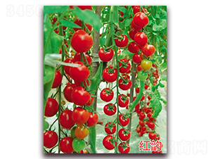 �t�-����С���t���N��-�f���r(n��ng)�I(y��)