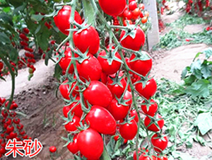 ��ɰ-����С���t���N��-�f���r(n��ng)�I(y��)