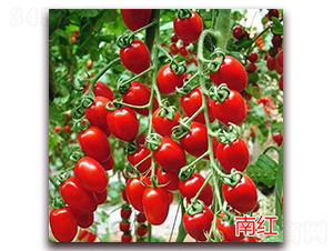 �ϼt-����С���t���N��-�f���r(n��ng)�I(y��)