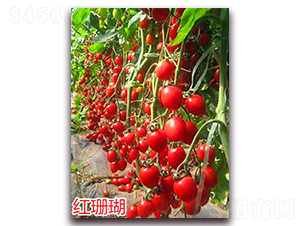 �tɺ��-����С���t���N��-�f���r(n��ng)�I(y��)