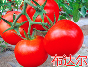 ���_��-�t�����ѷN��-�f���r(n��ng)�I(y��)