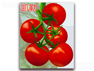 �P��-�t�����ѷN��-�f���r(n��ng)�I(y��)