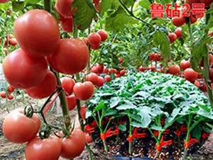 ����2̖-�۹����ѷN��-�f���r(n��ng)�I(y��)