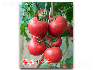 ������2̖-�۹����ѷN��-�f���r(n��ng)�I(y��)