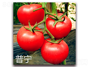 �Ռ�-�۹����ѷN��-�f���r(n��ng)�I(y��)