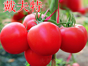 ������-�۹����ѷN��-�f���r(n��ng)�I(y��)