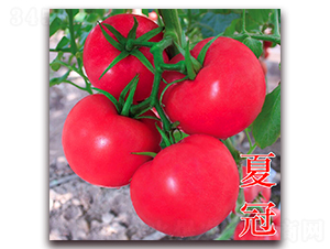 �Ĺ�-�۹����ѷN��-�f���r(n��ng)�I(y��)