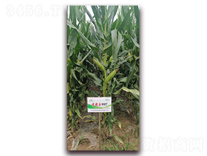 ���r(n��ng)��997-���׷N��-�r(n��ng)�