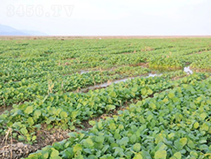 �}�A�ظ�����-�����S