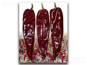 ���A�t3̖-�����N��-�t�l(f��)�N�I(y��)