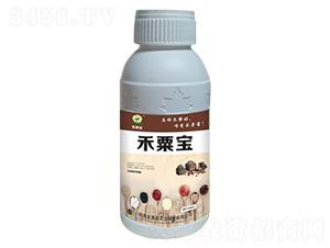 ��ˎ�Ľ�����-���ڌ�-��Mӯ