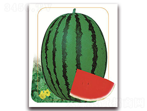 ����-���ϷN��-����(y��u)�r(n��ng)�I(y��)