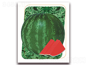 ����-���ϷN��-����(y��u)�r(n��ng)�I(y��)