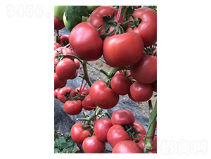 ӡ������-���t���N��-���N�I(y��)