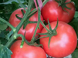 ��۷�-���t���N��-���N�I(y��)