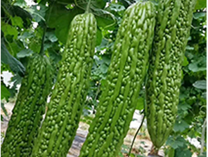 ����F1-��ϷN��-���N�I(y��)