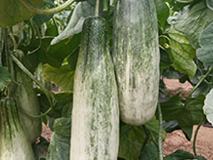 ����9̖-��ϷN��-���N�I(y��)