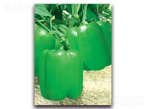 ��������-�����N��-(li��n)�S�N�I(y��)