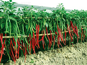 ���L(zh��ng)������̖(h��o)-�����N��-(li��n)�S�N�I(y��)