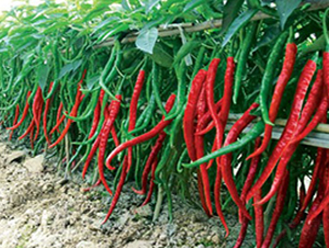 ���L(zh��ng)������̖(h��o)-�����N��-(li��n)�S�N�I(y��)