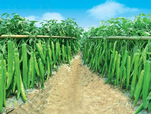 ���l(f��)998-�⽷�N��-(li��n)�S�N�I(y��)