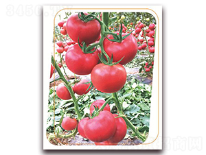 �W����̖-���ѷN��-����(y��u)�r(n��ng)�I(y��)