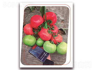 �۶�{��̖-���ѷN��-����(y��u)�r(n��ng)�I(y��)