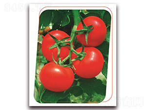 ������-���ѷN��-����(y��u)�r�I(y��)