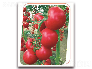 �W��-���ѷN��-����(y��u)�r�I(y��)