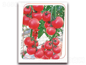 ���з۶�̖-���ѷN��-����(y��u)�r�I(y��)