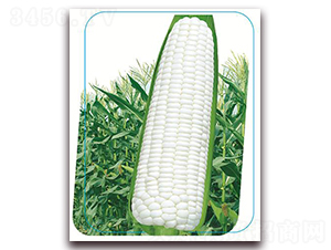 �փ�(y��u)����Ŵ-Ŵ���׷N��-����(y��u)�r(n��ng)�I(y��)