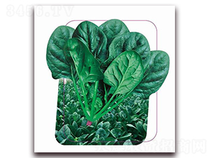 ����-���˷N��-����(y��u)�r(n��ng)�I(y��)