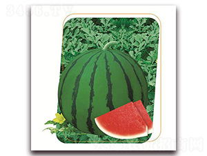 ����1̖(h��o)-���ϷN��-����(y��u)�r(n��ng)�I(y��)