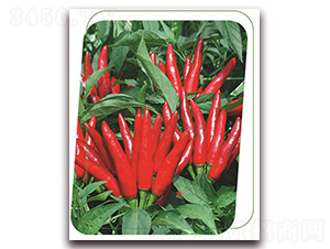 Ⱥ��-�����N��-����(y��u)�r(n��ng)�I(y��)