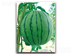 ��֬-���ϷN��-����(y��u)�r(n��ng)�I(y��)