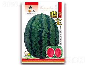 ����-���ϷN��-����(y��u)�r(n��ng)�I(y��)