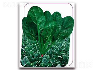 �G��-���˷N��-����(y��u)�r(n��ng)�I(y��)