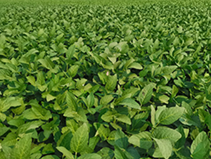 �ƶ�10̖(h��o)-�󶹷N��-�A��