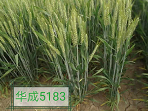 �A��5183-С���N��-�A��