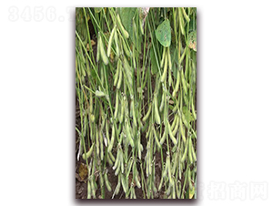 �ʶ�12-�󶹷N��-��Դ�N�I(y��)