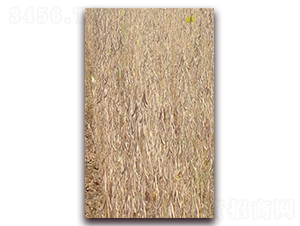 �ʶ�14-�󶹷N��-��Դ�N�I(y��)