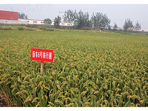 ���S6̖(h��o)-�SԴ�N��