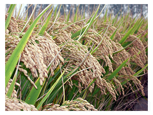 ���S2̖(h��o)�����L��-�SԴ�N��