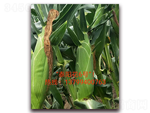 ̩�(y��ng)��6̖(h��o)-ˮ�����׷N��-ӳɽ��