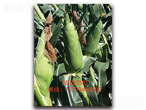 ̩��558-ˮ�����׷N��-ӳɽ��