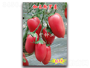 ���L���_��-���͹����ѷN��-���t�N�I(y��)